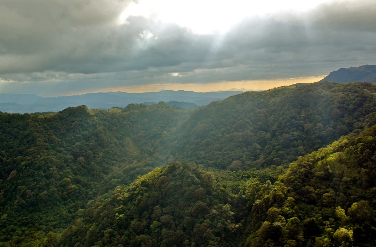 Bevarad skog i Nicaragua Foto: Johanna Grant