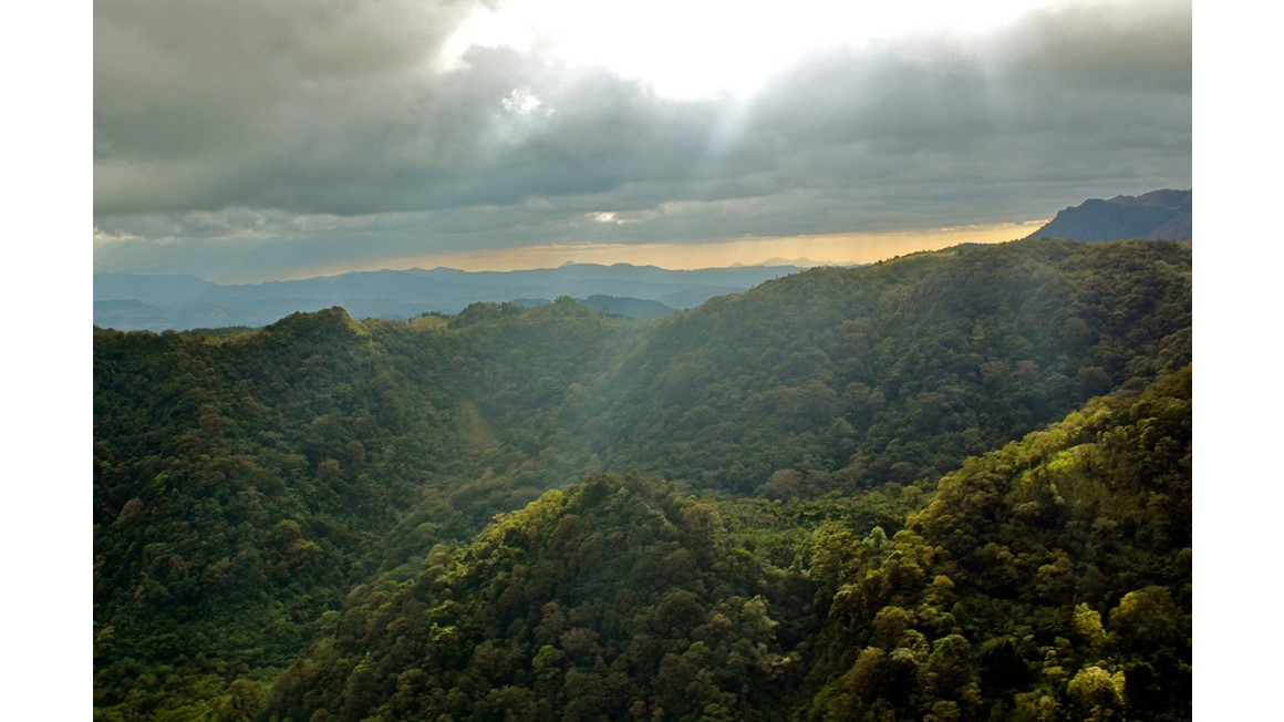 Bevarad skog i Nicaragua Foto: Johanna Grant